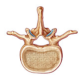 Lumbar Vertebra and Nerves, illustration