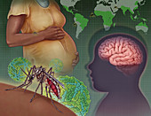 Zika Virus, illustration