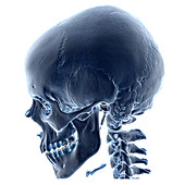 Normal Skull, 3D CT scan