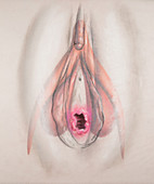 Clitoris Behind Vulva, Illustration