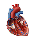 Normal Heart Electrical System, Illustration