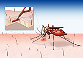 Detail of a Mosquito Bite, Illustration