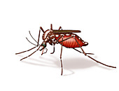 Mosquito, Illustration