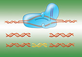 CRISPR, Illustration
