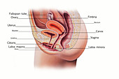 Female Reproductive System, Illustration