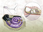 Auditory Hair Cells, Illustration