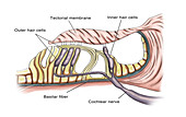 Auditory Hair Cells, Illustration