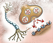 Nerve Structure & Synapses, Illustration