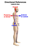 Human Male Figure with Directional Terms