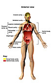 Body Cavities, Labelled