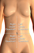 Abdominopelvic Quadrants, Labelled, Illustration