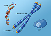 Chromosome Structure and Location, Illustration