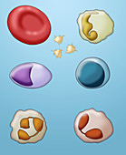 Blood Cell Types, Illustration