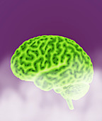 Conceptual Brain, Illustration