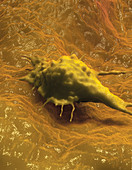 Cancer Cell Migrating
