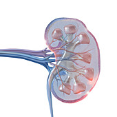 Glass Kidney, Illustration