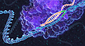 CRISPR Genome Editing, Illustration