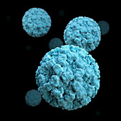 Norovirus, 3D Model