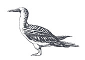 Blue-Footed Booby, Illustration