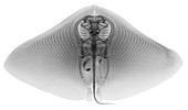 Smooth Butterfly Ray, X-ray
