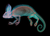 Veiled Chameleon X-Ray