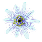 Passion Flower, X-ray