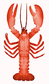 American Lobster, X-ray