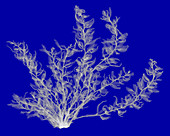 Seaweed, X-ray