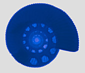Fossil Ammonite, X-ray