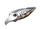 Cuttlefish, Illustration