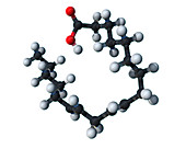 Linoleic Acid, Molecular Model