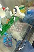 Researcher Pipetting Cervical Ganglia Cells