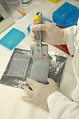 RNA Research, Multi-Channel Pipette