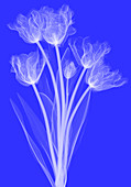 Tulips, X-ray