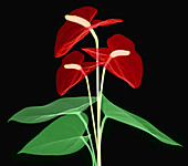 Anthurium Flowers, X-ray