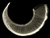 Bighorn Sheep Horn, X-Ray