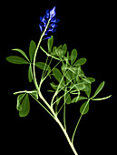 Texas Bluebonnets, X-ray