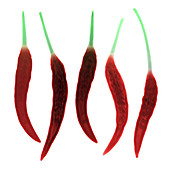 Chili Peppers, X-ray