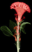 Cockscombs Flower, X-ray