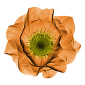 Hellebore Flower, X-ray