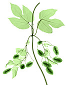 Hops, Humulus lupulus, X-ray