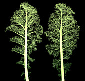 Kale, Brassica oleracea, X-ray