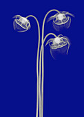 Pitcher Plant Flowers, X-ray
