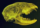 Raccoon Skull, X-ray