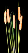 Cattails, Typha latifolia, X-ray