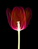 Tulip, X-ray