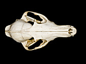 Red fox (Vulpes vulpes) skull