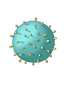 Virus Shape, Enveloped, Illustration