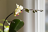Phototropism of Orchid Bloomstock 2 of 6