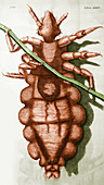 Robert Hooke's Louse, 1665